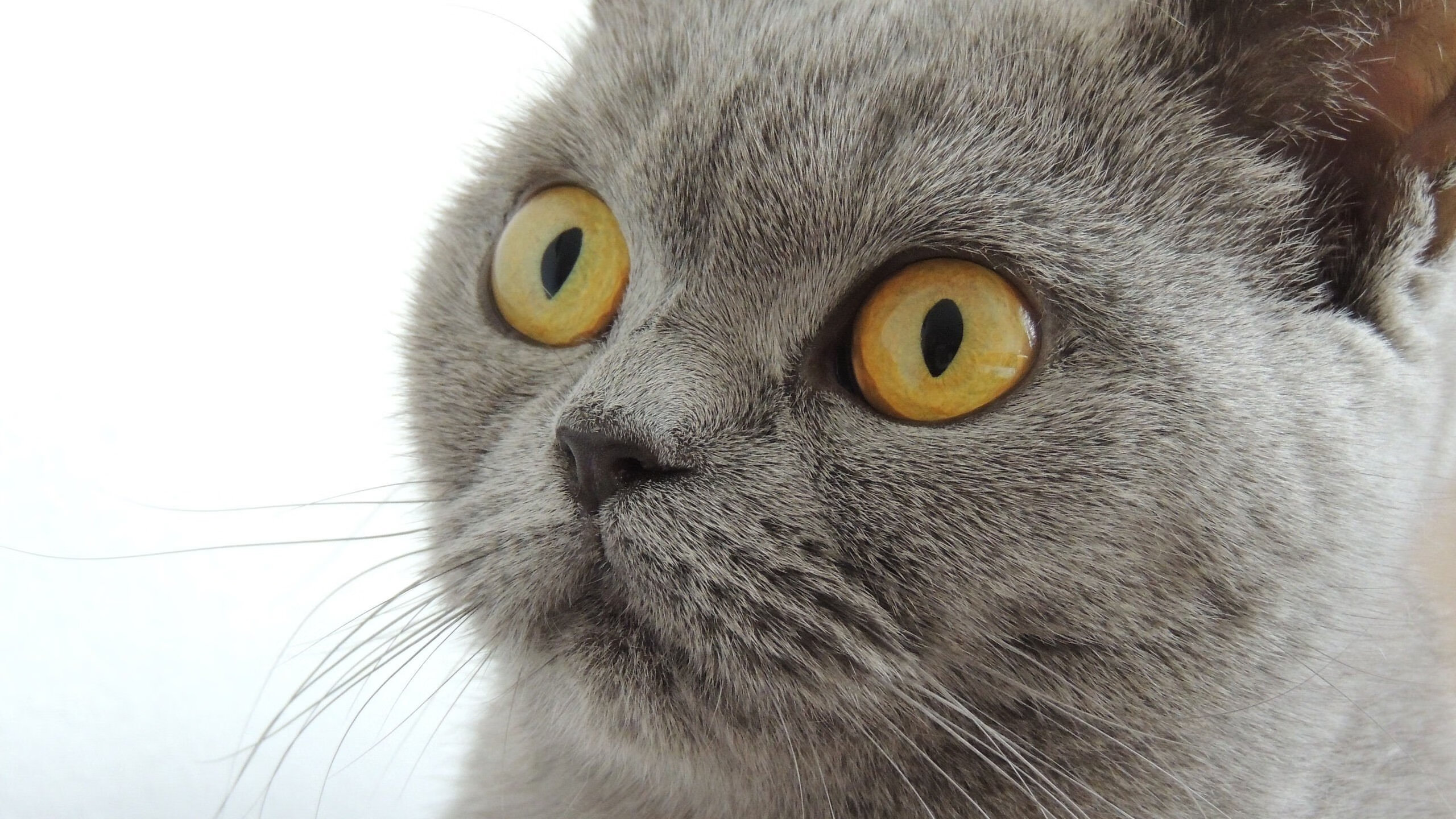 北京鸭加强突破能力打破对方严密防守,北京鸭怎么吃法