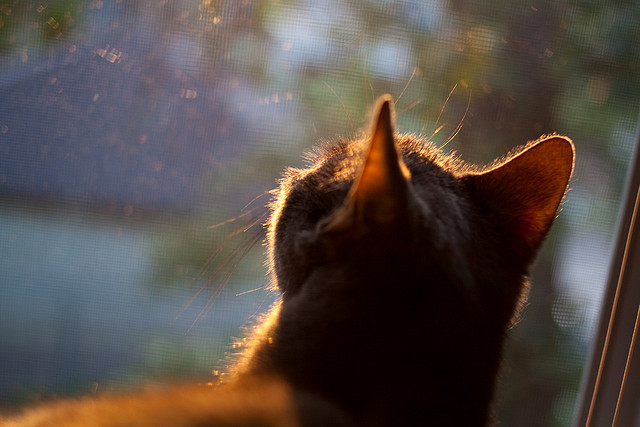 明星球员伤愈复出状态回升明显,足球明星受伤