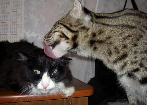 电竞教育课程走进职业高中课堂，电竞教育包括什么教育