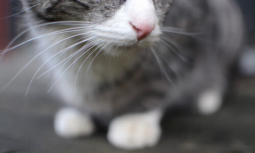 罚球大战中谁能保持冷静心态,罚球时队员怎样站位