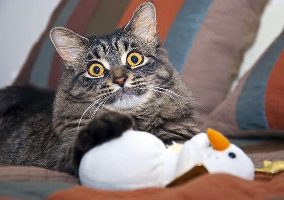 欧洲篮球冠军联赛中,塞尔维亚和希腊球队精彩对决,火花四溅,塞尔维亚和西班牙篮球